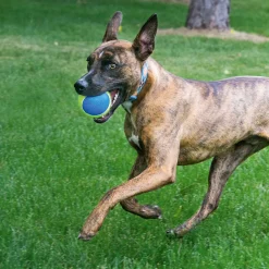 Hot KONG Hundespielzeug Squeakair Ultra Balls Durchmesser 7 cm 3 Stück