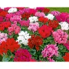 Outlet Plantiflor Alpenveilchen Topf Durchmesser 10,5 cm