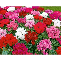 Outlet Plantiflor Alpenveilchen Topf Durchmesser 10,5 cm