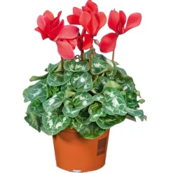 Outlet Plantiflor Alpenveilchen Topf Durchmesser 10,5 cm