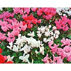 Outlet Plantiflor Alpenveilchen Topf Durchmesser 10,5 cm