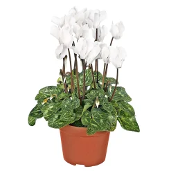Outlet Plantiflor Alpenveilchen Topf Durchmesser 10,5 cm