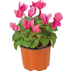 Outlet Plantiflor Alpenveilchen Topf Durchmesser 10,5 cm