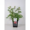 Hot Plantiflor Beet-Duftrose rot Topf 23 cm