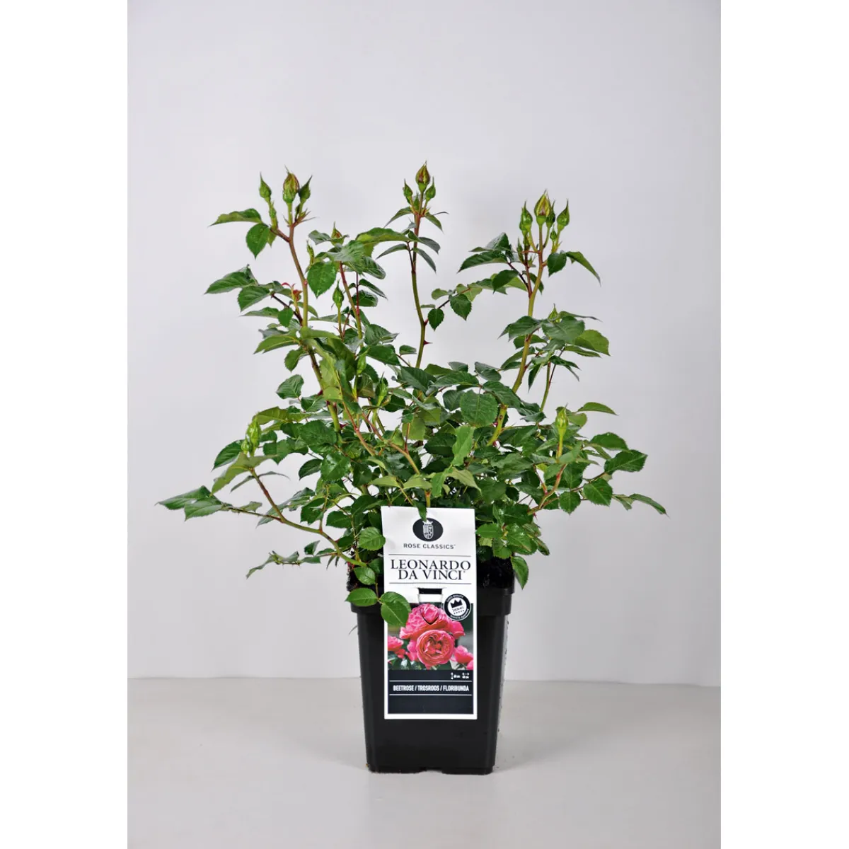 Hot Plantiflor Beet-Duftrose rot Topf 23 cm