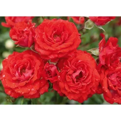 Hot Plantiflor Beet-Duftrose rot Topf 23 cm
