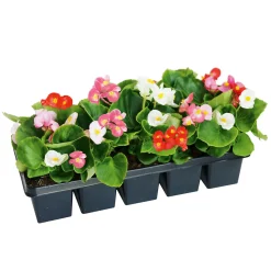 Hot Plantiflor Beet- und Balkonpflanzen Sommerblumen 10er-Pack
