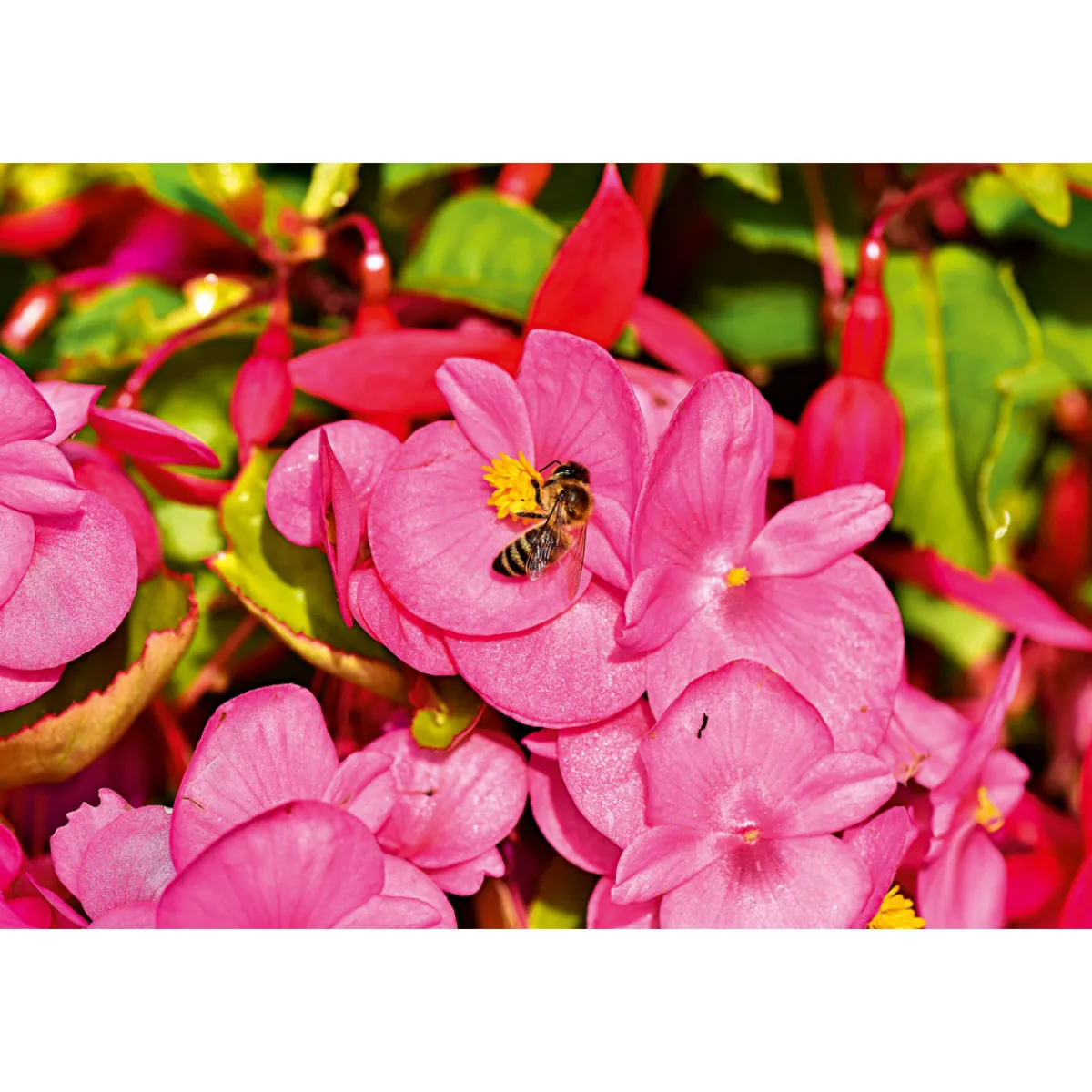 Online Plantiflor Begonie Durchmesser 13 cm