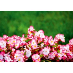 Online Plantiflor Begonie Durchmesser 13 cm