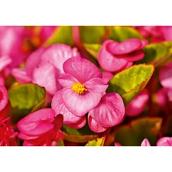 Online Plantiflor Begonie Durchmesser 13 cm