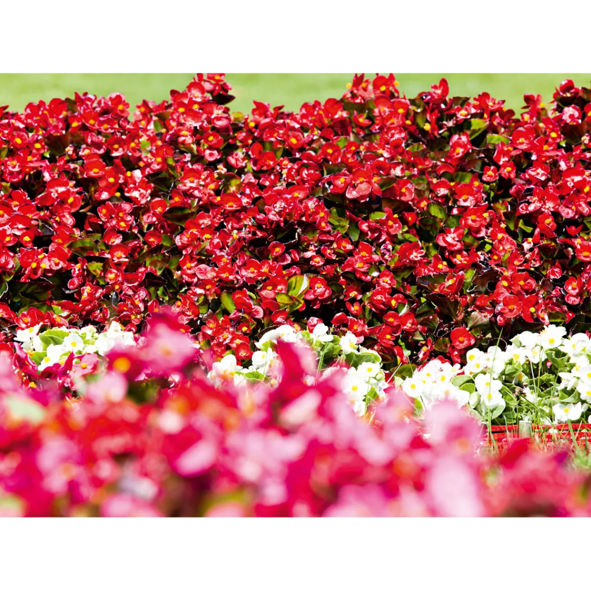 Online Plantiflor Begonie Durchmesser 13 cm