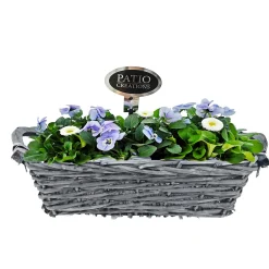 Clearance Plantiflor Bepflanzte Gefäße rechteckig