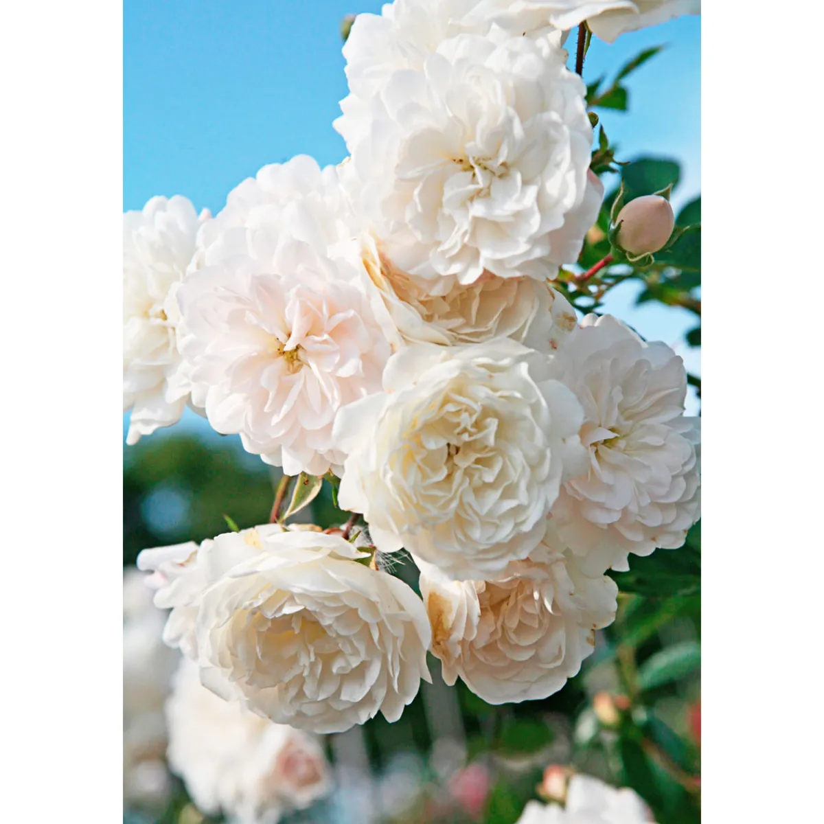 Best Plantiflor Bodendeckerrosen Topf Durchmesser 13 cm