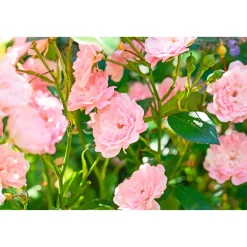 Best Plantiflor Bodendeckerrosen Topf Durchmesser 13 cm