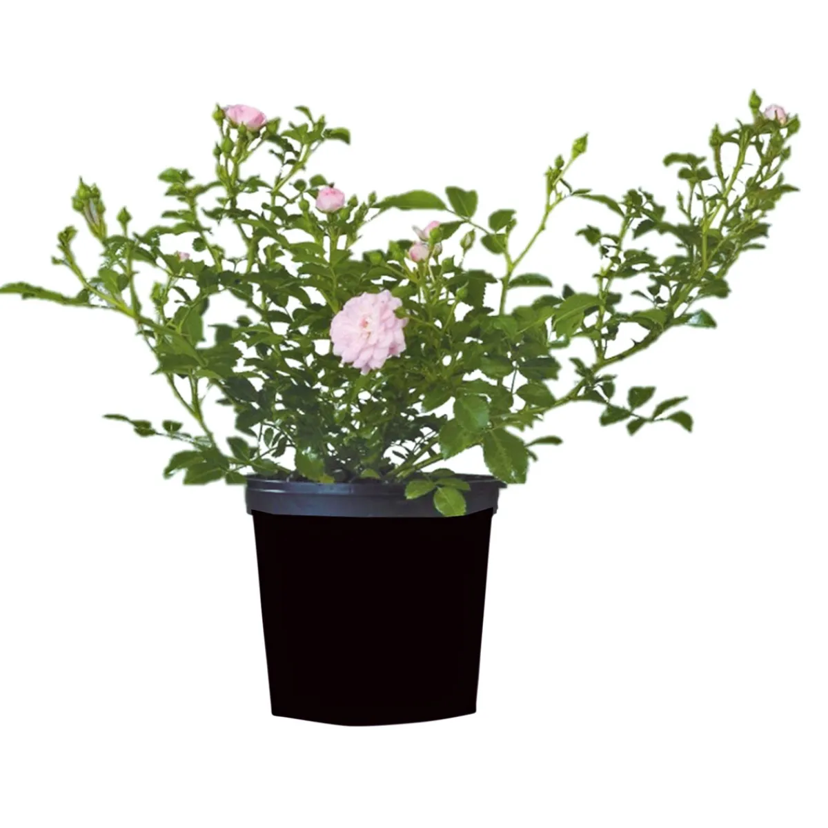 Best Plantiflor Bodendeckerrosen Topf Durchmesser 13 cm