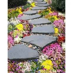 Hot Plantiflor Bodendecker-Stauden Pflasta la Vista Topf 13 cm