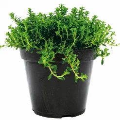 Clearance Plantiflor Bohnenkraut T14