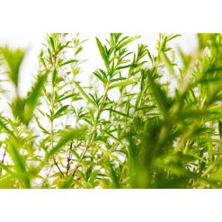 Clearance Plantiflor Bohnenkraut T14