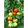 New Plantiflor Cherrytomate plastikfrei Topf Durchmesser 12 cm