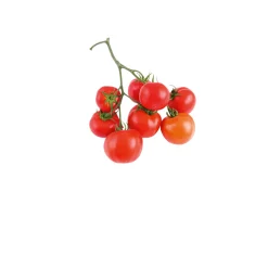 New Plantiflor Cherrytomate plastikfrei Topf Durchmesser 12 cm