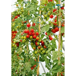 New Plantiflor Cherrytomate plastikfrei Topf Durchmesser 12 cm