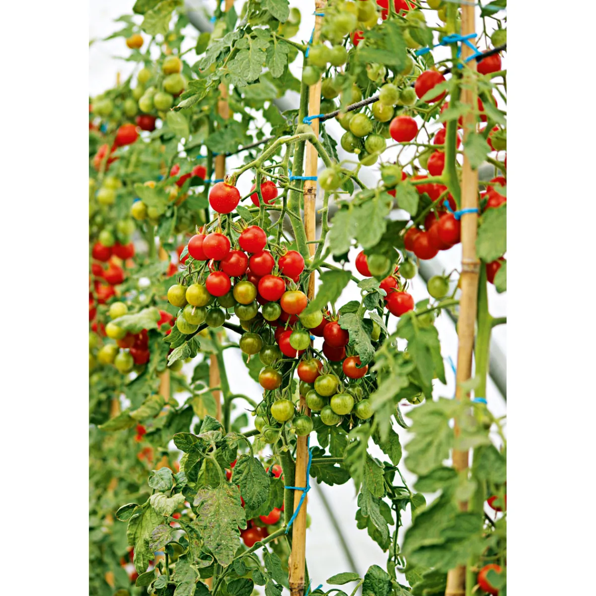 New Plantiflor Cherrytomate plastikfrei Topf Durchmesser 12 cm