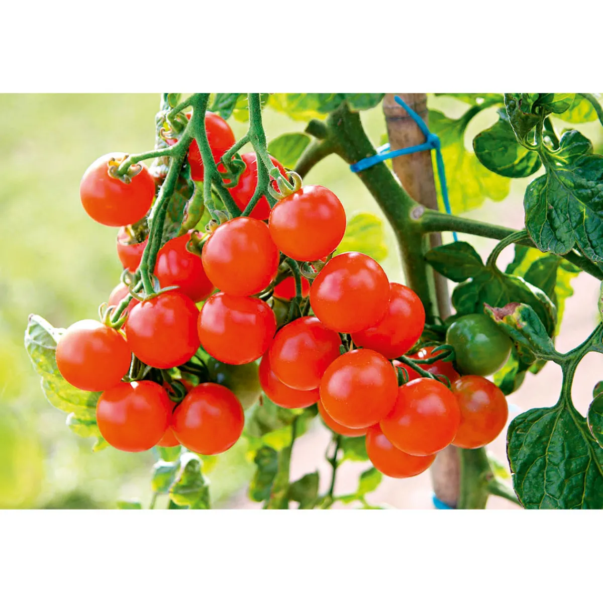 New Plantiflor Cherrytomate plastikfrei Topf Durchmesser 12 cm