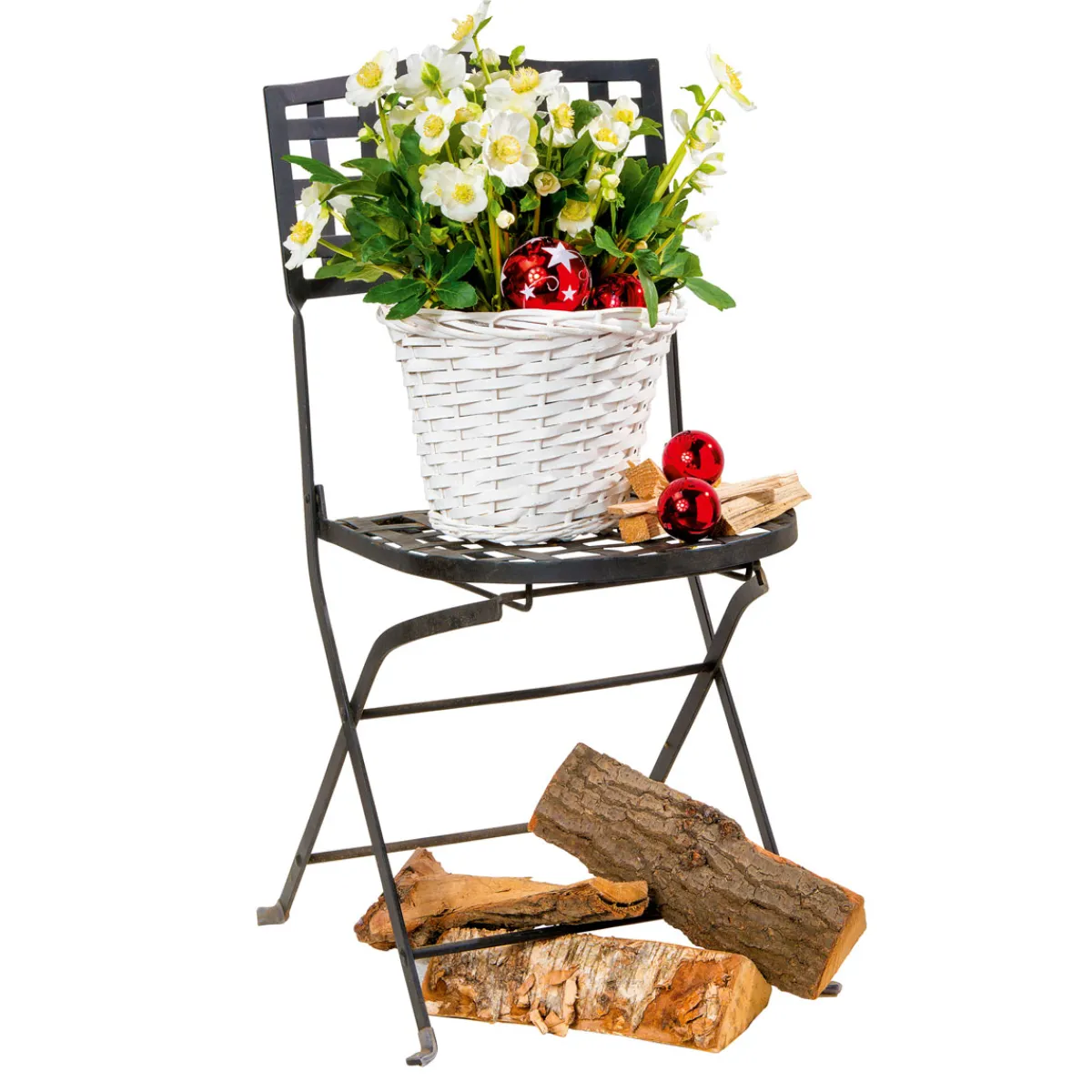 Hot Plantiflor Christrose Christmas Carol Top Durchmesser 12 cm