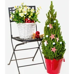 Hot Plantiflor Christrose Christmas Carol Top Durchmesser 12 cm