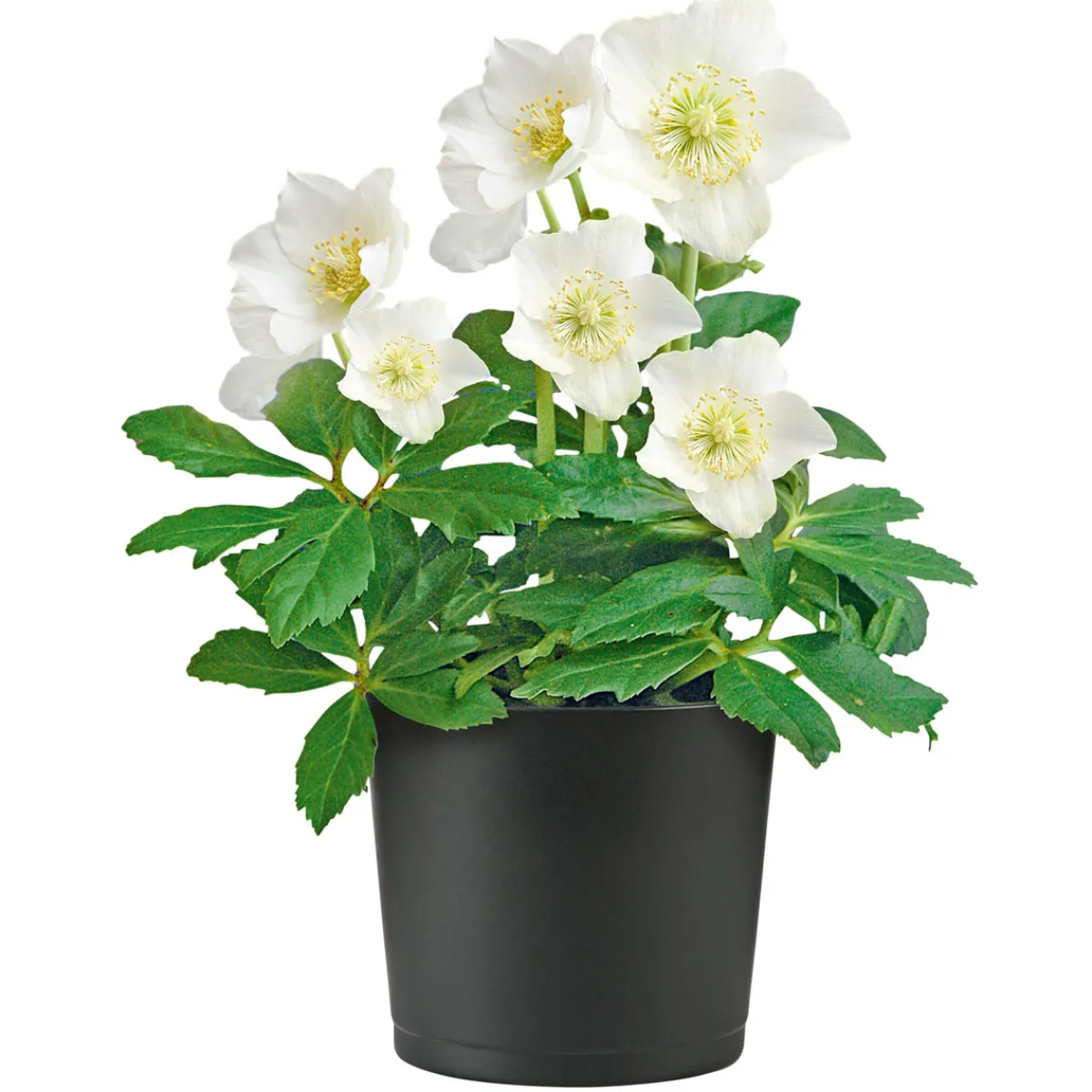 Hot Plantiflor Christrose Christmas Carol Top Durchmesser 12 cm