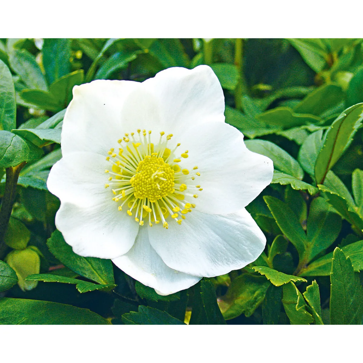 Hot Plantiflor Christrose Christmas Carol Top Durchmesser 12 cm