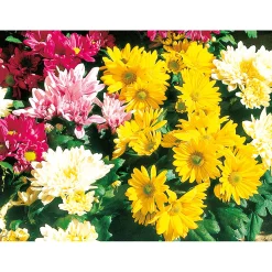 Outlet Plantiflor Chrysantheme Eintrieber Topf Durchmesser 10,5 cm