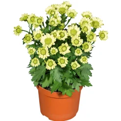 Outlet Plantiflor Chrysantheme Eintrieber Topf Durchmesser 10,5 cm