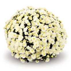 Outlet Plantiflor Chrysanthemen-Busch Topf Durchmesser 19 cm