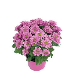 Best Plantiflor Chrysantheme Swifty Topf- Durchmesser 10,5 cm