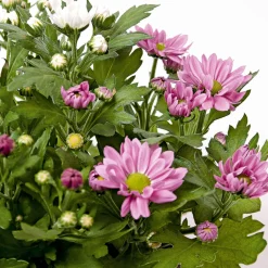 Best Plantiflor Chrysantheme Swifty Topf- Durchmesser 10,5 cm