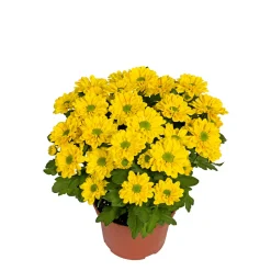 Best Plantiflor Chrysantheme Swifty Topf- Durchmesser 10,5 cm