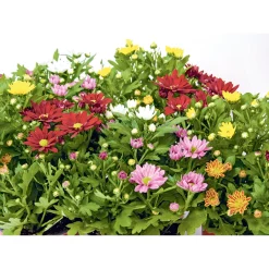 Best Plantiflor Chrysantheme Swifty Topf- Durchmesser 10,5 cm