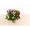 Sale Plantiflor Chrysantheme T13 4 Farben