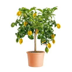 Best Plantiflor Citrus-Ministamm Topf Durchmesser 20 cm 70-80 cm
