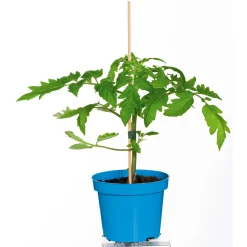 New Plantiflor Cocktailtomate Supersweet F1 Topf Durchmesser 11 cm