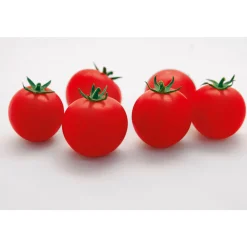 New Plantiflor Cocktailtomate Supersweet F1 Topf Durchmesser 11 cm