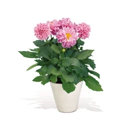Online Plantiflor Dahlien verschiedene Farben T 10,5