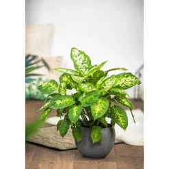 Sale Plantiflor Dieffenbachie Compacta 35 cm T12