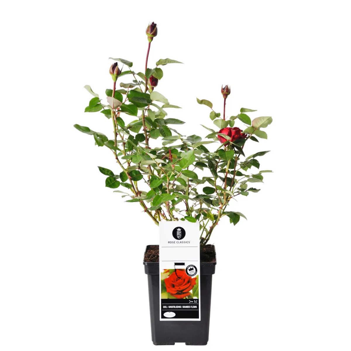 Outlet Plantiflor Edel-Duftrose rot Topf 23 cm