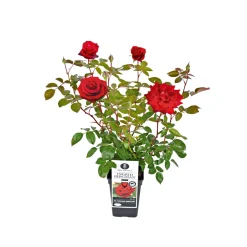 Outlet Plantiflor Edel-Duftrose rot Topf 23 cm