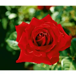 Outlet Plantiflor Edel-Duftrose rot Topf 23 cm