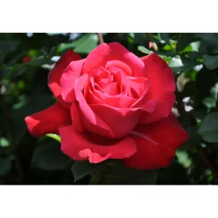 Outlet Plantiflor Edel-Duftrose rot Topf 23 cm