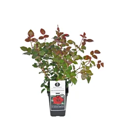 Outlet Plantiflor Edel-Duftrose rot Topf 23 cm