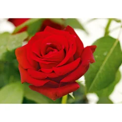 Outlet Plantiflor Edel-Duftrose rot Topf 23 cm